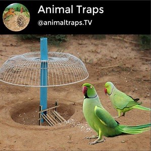 8.1K views · 147 reactions | How to make a bird trap? Make To Bird Trap Using electric fan guard and blue pipe Thanks for watching! Credit: Animal Traps | Animal Traps | Facebook