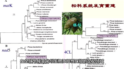基于BIOMOD2的物种分布模型实战指南：从生态建模到环境决策的全流程解析‌‌整合多算法集成、不确定性量化与气候变化情景应用