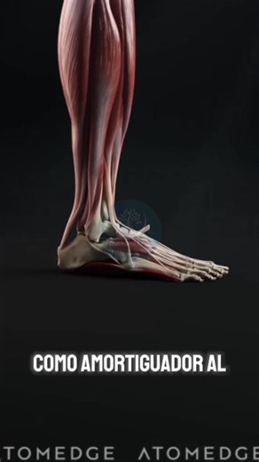 680K views · 13K reactions | Comprender con detalle la anatomía del pie no solo ayuda a prevenir lesiones y tratar patologías, sino que también permite optimizar el rendimiento físico y mejorar la salud general del aparato locomotor. ... Quiropraxis Celestino García 443 128 4698 ... Video compartido con fines meramente educativos | Quiropraxis Celestino García | Facebook
