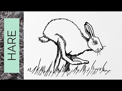 How to draw a hare running