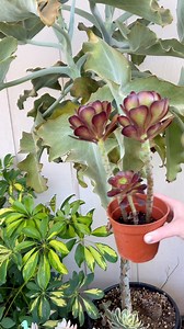 Let’s propagate my Aeonium ‘Cyclops’ 🌱 | Unique Succulent Designs