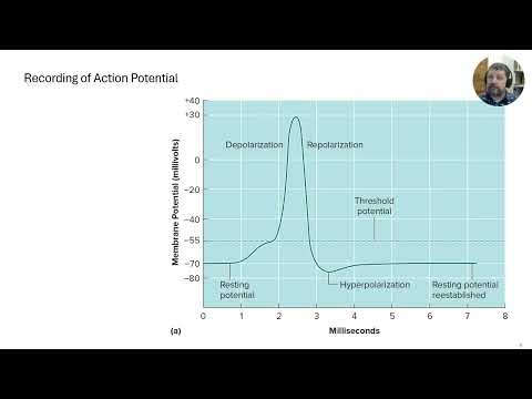 Lecture 7c Nervous System Action Potential