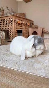 New bunny owner advice Part 2 🐰 Indoor Rabbits | Bunny Care