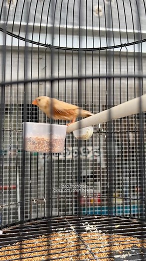 A young Zebra Finch from the Bekimi Farm breeding line. Curious to see what color mutation this one will grow into. #bird #ZebraFinch #FinchBreeding #AviaryLife #HighCPMVideo | Indra Prihantoro