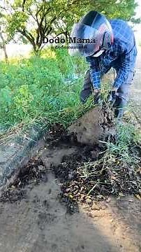 Extreme Restoration Removing Mud and Overgrowth from Street!