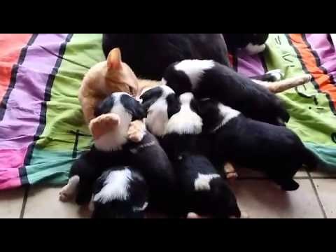 Cat breastfeeding puppies - Chat allaite chiots
