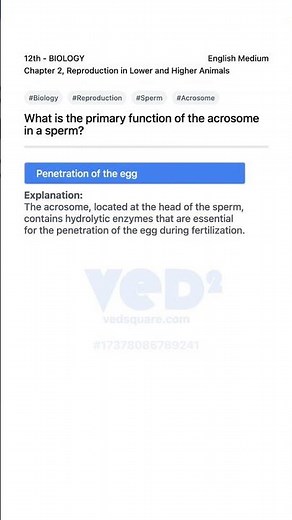 Acrosome Function in Sperm Explained 12th Biology Reproduction