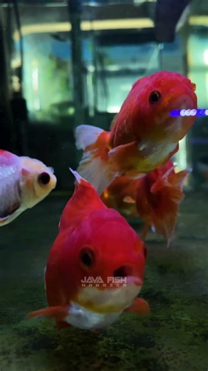 cute goldfish tank #aquarium #aquascapegallery #fish #aquascape #goldfish