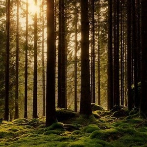 Ce este ecosistemul forestier? Caracteristici ▷➡️ Postposmo