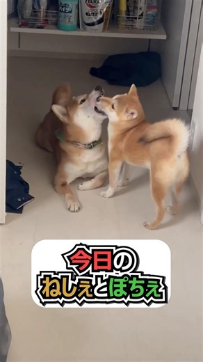 【今日のねしぇとぽちぇ】吠えない柴犬’ｓ #ねしぇしゃりー #柴犬 #日常#柴犬のいる暮らし #今日のねしぇとぽちぇ