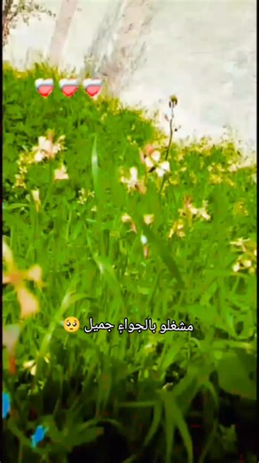 مشغوال بالجواء جميل 🥺♥♥🌷#2008_____hoor #تصميمي🎬