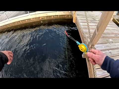 crazy fish bite one after another