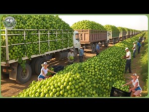 Massive Apple Harvest 2025 – How Billions Bottles of Apple Juice & Cider Are Processed In Factory