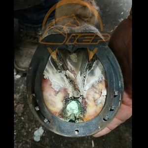 A few recent cases. | Innovative Equine Podiatry and Veterinary Services, PLLC