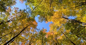 Pexels Physical  Pixel视频