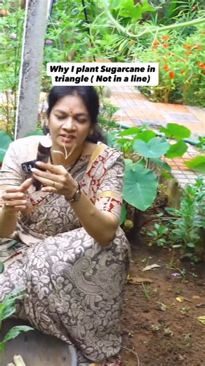 Madhavi Guttikonda on Instagram: "🌾 Best Way to Plant Sugarcane for Strong Growth! Most people plant sugarcane in a straight line, but I used to face issues later when the canes bent or fell due to wind and rain. Instead, I now plant them in a circular or triangular pattern, so the canes support each other naturally as they grow. 🌱💚 ✅ Make sure each piece has at least one node (I use two) ✅ Can be planted horizontally or vertically ✅ As they grow taller, tie them together for extra strength a