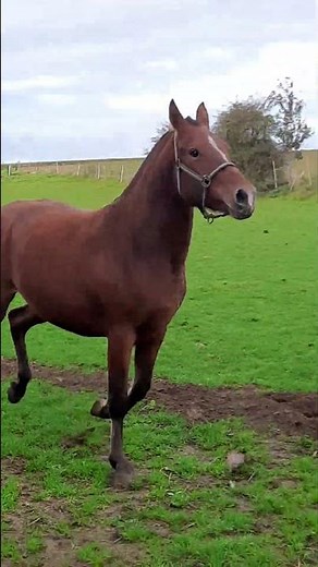 Cheval à vendre - Jument Franches-Montagnes - equirodi.be