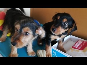 Yorkie Russell: Yorkshire Terrier Jack Russel Terrier Purebreed Mix Designer Breed Puppies For Sale
