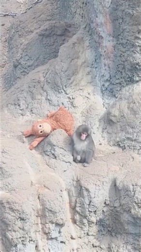 Punch Slips off a cliff.. #punch