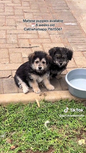 Available Maltese Puppies for Sale in Botswana