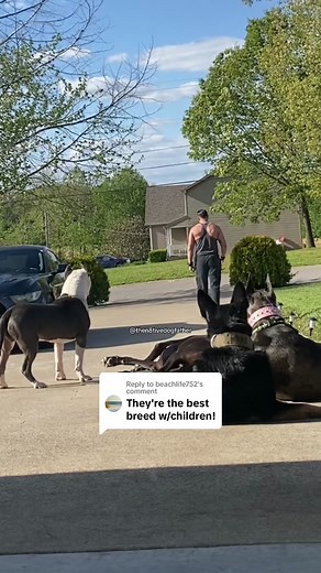Replying to @beachlife752 I’m here to show you the good side of a well bred American Bully XL. The companionship is unmatched. The loyalty of a well bred Bully is incredible. Draco is by far the best dog with our kids in our pack. He shows the most love while our other dogs are loving, but are always in work mode. Dont judge a breed, JUDGE THE OWNER. 👊🏽#dracoxlbully#xlbully#xlbullynation#americanbully#dogsoftiktok#dogtok#n8tivedogfather#fyp