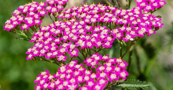 Septembre est le moment idéal pour planter ces 7 vivaces incontournables… et profiter d’un jardin éclatant dès le printemps