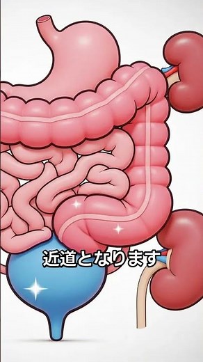 【女性必見】便秘・頻尿・冷えの意外な関係！医師が教える下腹部不調の根本原因と改善法｜きだ内科クリニック