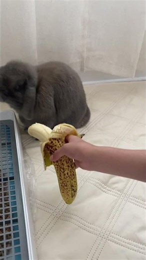 Honey Bunny Gets to Try a Banana for the First Time… It Did Not Go as Planned.