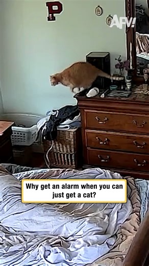 Good morning, NOW FEED ME 😹 #afv #cats #funny | America's Funniest Home Videos