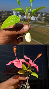 Best & easy to grow hibiscus plant at home from cutting || How to grow hibiscus plant at home //#reels #shorts | Rana Craft