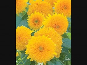 Plant Sales Return to The Gardens at Heather Farm