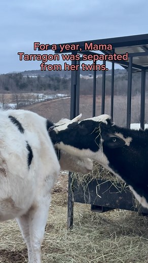 One of the biggest myths the dairy industry tells us is that dairy cows don’t make good moms. On the contrary, they make the very best moms, but they are so rarely given the safety and security to have even their own basic needs met, let alone another being’s. We took in twins Titus and Tabitha back in June 2022, when they were teeny tiny and only a month old. They had been rescued from a dairy - twins are undesirable as the female often can’t reproduce and the males are always expendable. But t