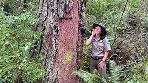 Ever wonder about those silent giants of Pacific Northwest forests — the Douglas fir trees? Join Montana Napier, our resident tree whisperer, to learn more about these mighty trees on our RangerTube YouTube channel. https://www.youtube.com/watch?v=_gtSq5Al5eg | Washington State Parks & Recreation Commission