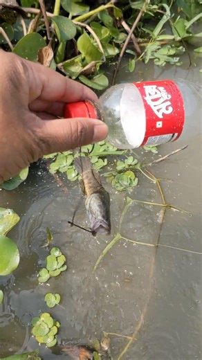 One Bottle And One Hook Used For Catching Snake Head Fish #fishing