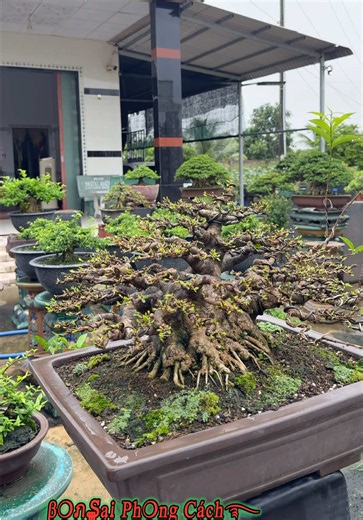 Thời tiết quá ổn để cây phát triển tốt - #bonsaiphongcach #xuhuongtiktok #bonsai #xuhuong #top Beautiful tree, Beautiful plant, Bel arbre, Árbol hermoso, Árvore bonita, Albero bello, Schöner Baum, Mooie boom, Schön tree, Vakker tre, Vackert träd, Kaunis puu, Smukt træ, Piękne drzewo, Krásný strom, Krásny strom, Gyönyörű fa, Frumos copac, Красивое дерево, Гарне дерево, Красиво дърво, Lepo drevo, Prekrasno drvo, Prekrasno stablo, Όμορφο δέντρο, Güzel ağaç, Ağaç güzel, עץ יפה, شجرة جميلة, درخت زیبا