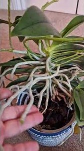 What to do if roots are growing out of pot | #orchidobsession