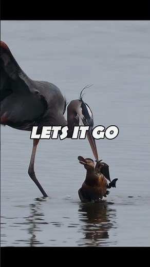 Hungry Heron tries to Eat a huge Duck #birds #youtubeshorts #birdfight #birdofprey #predator #shorts