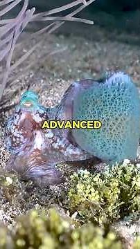 Would an Octopus Make a Good Pet? | Pets Rated 😲 #octopus #unusualpets #petrating