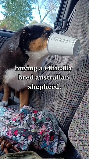 salem.aussie on TikTok