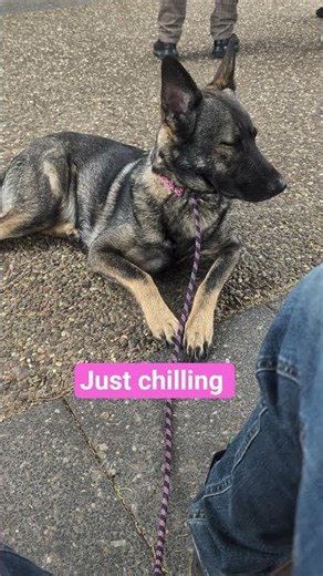 Sable German Shepherd.