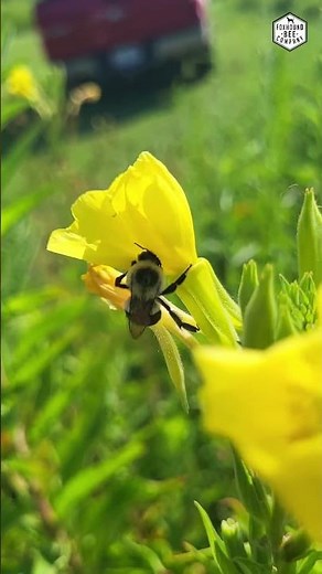 Watch This Bumblebee Have a Lovely Time Visiting Flowers