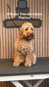 I’m working late because I’m a dog groomer☕️✂️ #doggrooming #timelapse #cockapoo | Doggy Styling