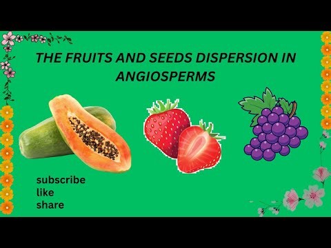 The Fruit and Seed Dispersion In Angiosperms#angiosperms #botanylovers #botany #plantanatomy