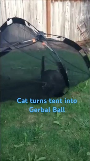 My Cat Turned His Tent Into a Hamster Ball 😂
