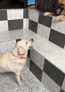 76K views · 1.2K reactions | German Shepherd vs Labrador !! #germanshepherd #labrador #doglover #dog #Tripura #assam #short | Rajdeep Das | Facebook