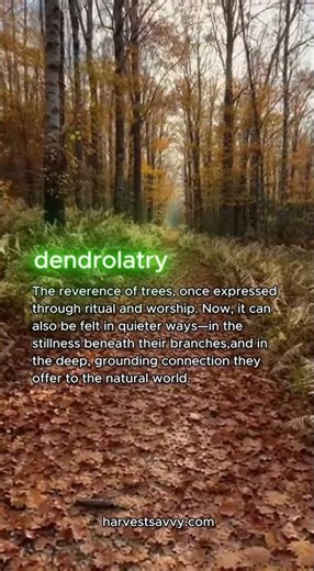 The Ancient Reverence for Trees