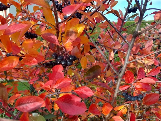 Aronia : l’arbuste fruitier aux super-baies riches en antioxydants