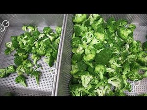 Broccoli Washing Processing Line