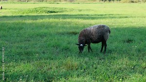 Black free range sheep grazing freely in a meadow and eating grass. Copy space. Animal husbandry and cattle breeding Stock Video