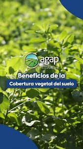 102 reactions · 12 shares | La cobertura vegetal del suelo va más allá de protegerlo de la erosión. Su impacto en la agricultura es profundo y sus beneficios pueden transformar la manera en que producimos alimentos, mejorando la salud del ecosistema y optimizando el uso de recursos naturales. ♻️ #AGAP #CoberturaVegetal #Tipagro #sostenibilidad | AGAP | Facebook